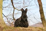 SCOTTISH TERRIER 073